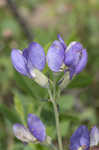 Blue wild indigo